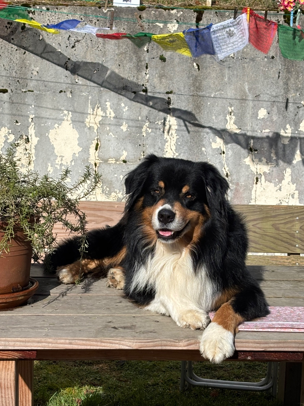 Pablo picasso keep cool Des Collines Du Lac De Paladru