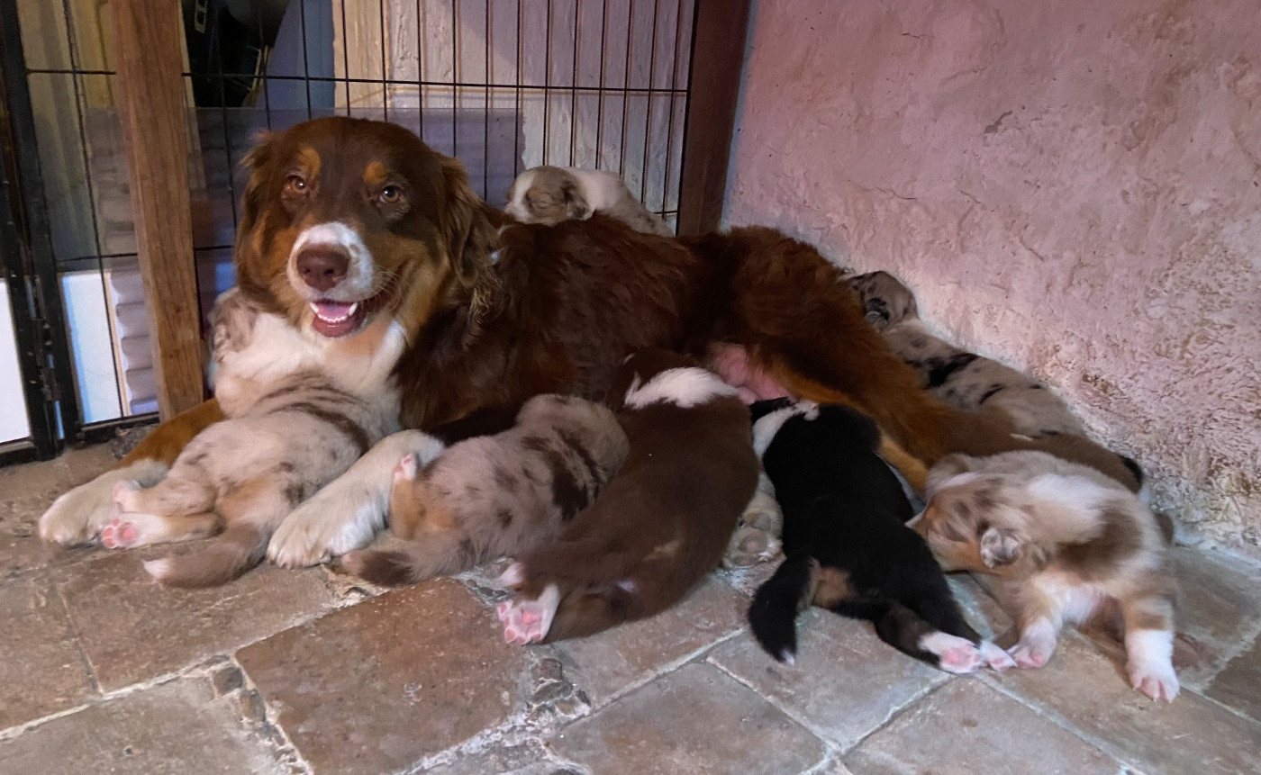 Chiots prévus pour l été 2026